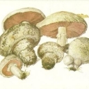 Field Mushroom (Agaricus campestris)