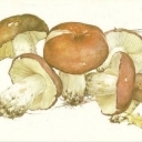 Russula blue-yellow (Russula sp.)