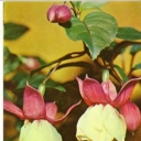 Fuchsia hybrid