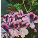 Pelargonium grandiflorum