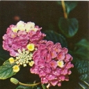 Lantana camara