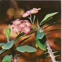 Spurge brilliant