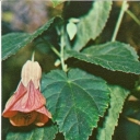Abutilon Amazon