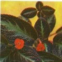 Episcia copper