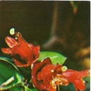 Eskhinantus obconical