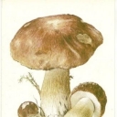 Cep (Boletus edulis)