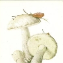 Osinovik white (Leccinum percandidum)
