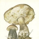Berezovik rosy (Leccinum oxydabile)