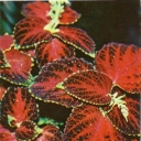 Coleus Blume
