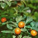 Nightshade pepper (solyanum)