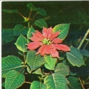 Beautiful poinsettia