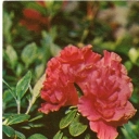 Indian Rhododendron (Azalea)