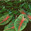 Caladium bicolor