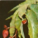 Bright red begonia