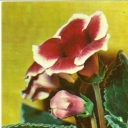 Sinning hybrid (Gloxinia)