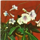 Streptocarpus hybrid