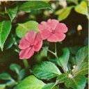 Waller impatiens (Impatiens)
