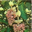 Medinilla magnificent