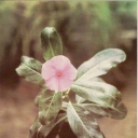 Catharanthus roseus