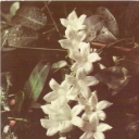 Flowering stephanotis