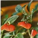 Gipotsirta monetolistnaya