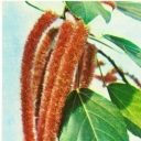 Akalifa bristly