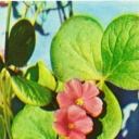 Oxalis grandiflora