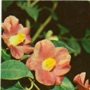 Camellia japonica