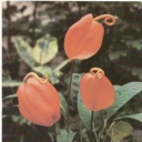 Anthurium Scherzer