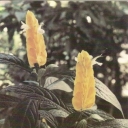 Pahistahis yellow