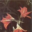 Hippeastrum hybrid