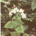 Klerodendron Thompson