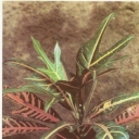 Codiaeum motley