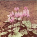 Cyclamen European