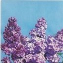 Lilac 