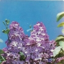 Lilac 