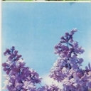 Lilacs 