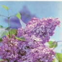 Lilac 