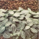 Fittonia serebristozhilchataya