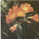 Orange clivia