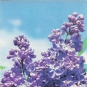 Lilac 