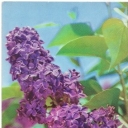 Lilac 