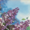 Lilac 