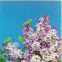 Lilac 