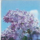 Lilac 