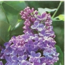 Lilacs 