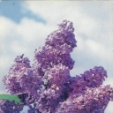 Lilac 