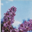 Lilac 