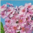 Phlox 