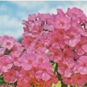 Phlox 